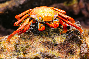 Sally lightfoot crab on Chinese Hat island, Galapagos National P