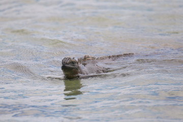 Fototapeta premium Marine Iguana swimming near Chinese Hat island, Galapagos Nation