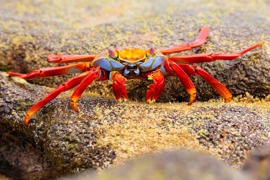 Sally lightfoot crab feeding on Chinese Hat island, Galapagos Na