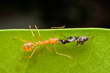 Ant