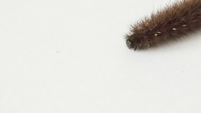 Bear caterpillar  on white background
