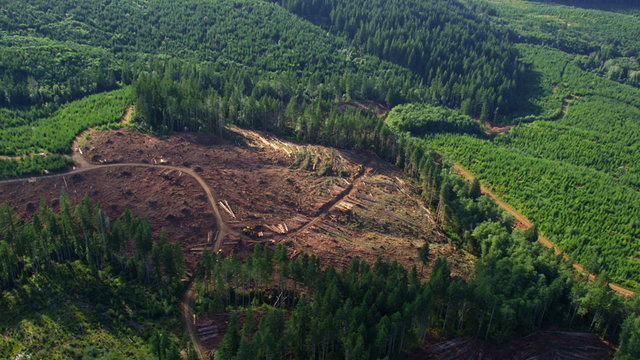 Logging operation in Oregon forest, aerial shot