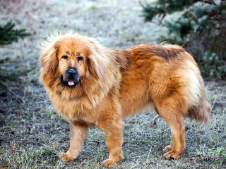 Tibetan mastiff