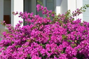 Fototapeta na wymiar Blooming Purple Flowers, Balcony, Entrance to Villa House Apartment Building Balcony, Blue Sky, Asia Pacific