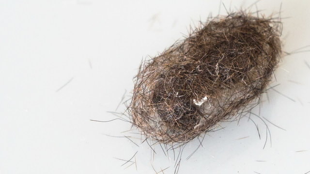 Bear caterpillar does a cocoon