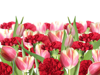 Floral background. Red carnations and pink tulips 