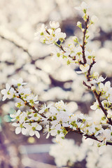 Fototapeta premium spring background of branches