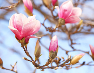 Fototapety  Kwiat magnolii na wiosnę