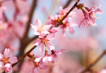 Fototapeta na wymiar Cherry Blossom. Sakura in Springtime. Beautiful Pink Flowers