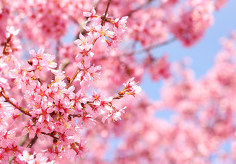 Cherry Blossom. Sakura in Springtime. Beautiful Pink Flowers