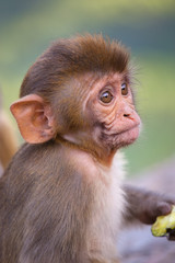 Portrait of Rhesus macaque (Macaca mulatta)