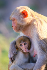 Rhesus macaque with a baby sitting near Galta Temple in Jaipur,