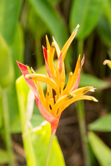 Obraz premium bird of paradise