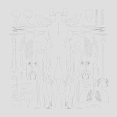 Human anatomy flat lay illustration of body parts. Black line work on light background color.