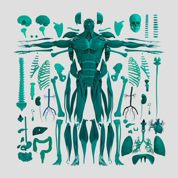 Human anatomy flat lay illustration of body parts. Blue green tones on light background.
