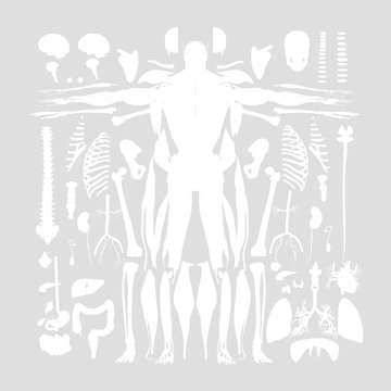 Human anatomy flat lay illustration of body parts. White silhouette shapes on light background color.