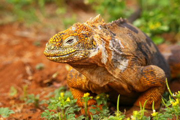 Obraz premium Galapagos Land Iguana on North Seymour island, Galapagos Nationa
