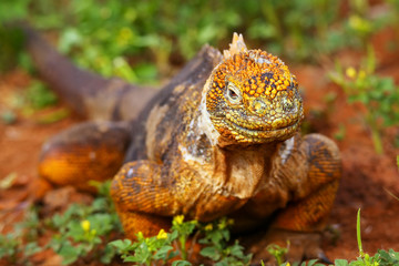 Fototapeta premium Galapagos Land Iguana on North Seymour island, Galapagos Nationa