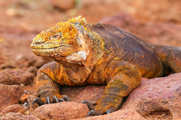 Galapagos Land Iguana on North Seymour island, Galapagos Nationa