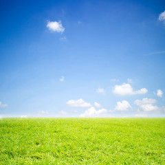 Fototapeta na wymiar of green Field grass and sky.