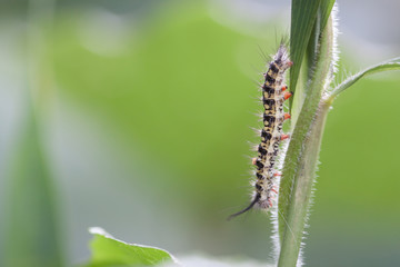 Worms, insects, worms on a  grass