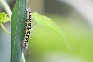Worms, insects, worms on a  grass