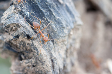 red ant