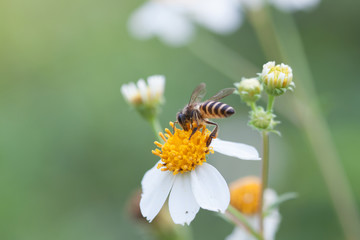 Bee looking for nectar on a daisy flower.