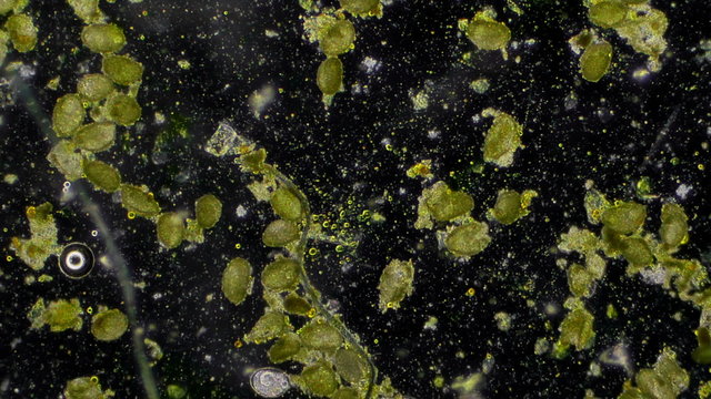 Pollen Granules Microscopic View 50x Magnification