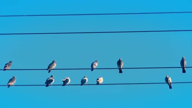 Blue Sky Close Up of Birds On A Wire then Taking Off