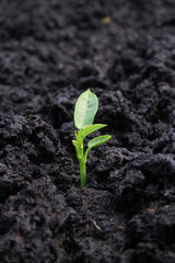 Single young plant emerging from black soil
