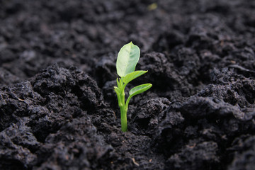 Single young plant emerging from black soil