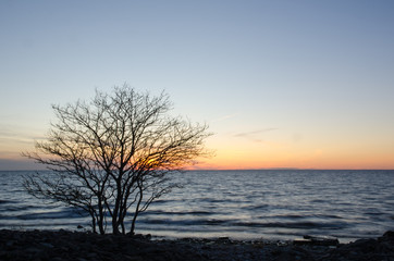Fototapeta na wymiar Silhouette of a bare tree by the coast at sunset