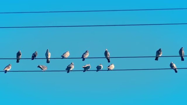 Blue Sky Close Up of Birds On A Wire