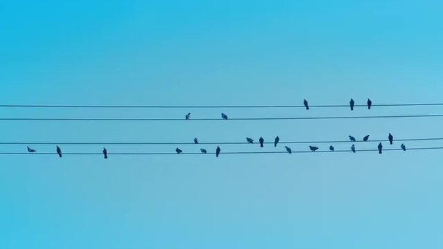 Blue Sky Silhouette of Birds On A Wire then Taking Off