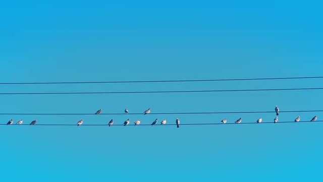 Blue Sky Wide Shot of Birds On A Wire