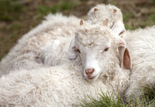 Baby Angora goats sitting together