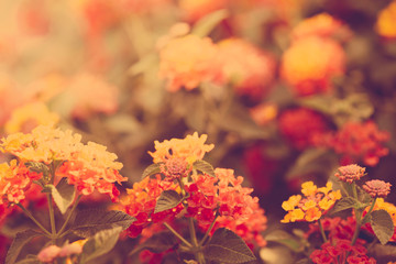 West Indian Lantana Flower Background.