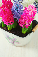 multicolored hyacinths on wooden surface