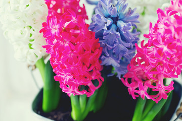 multicolored hyacinths on wooden surface