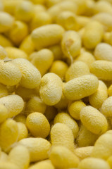 Sericulture Thai use take silk.