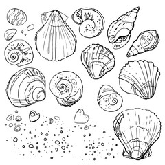 Set of seashells on a white background. Seashells painted line. Marine decor