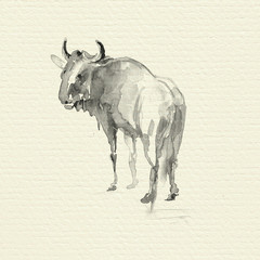 Blue Wildebeest. Watercolor illustration on paper texture.