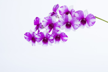 Fototapeta na wymiar The orchid Dendrobium