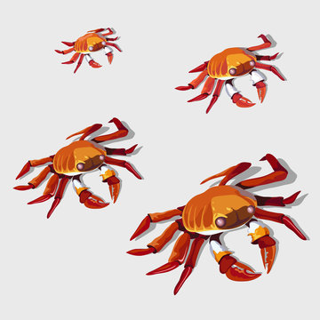 Red crab isolated, vector illustration
