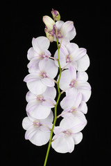 Fototapeta premium The orchid Dendrobium