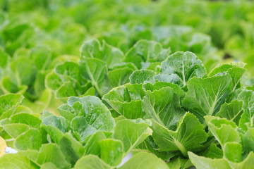 Green fresh hydroponics vegetable.