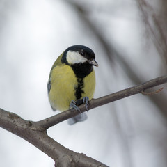 Portrait of a titmouse