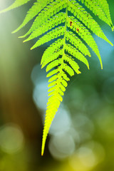 fern leaf