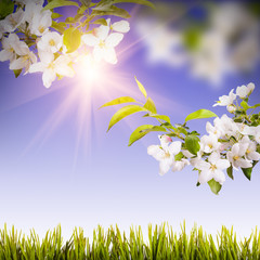 Apple blossom background_1